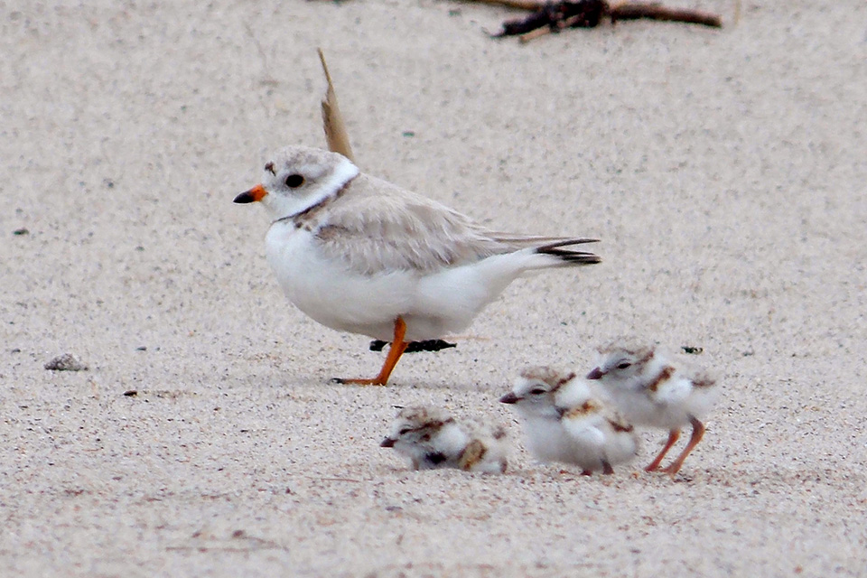 Head to Jones Beach to aid the endangered  piping plover. Photo courtesy of the event 
