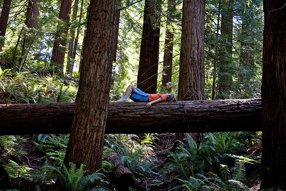 Forest Park Portland with Kids: 50 Best Things To Do in Portland, OR