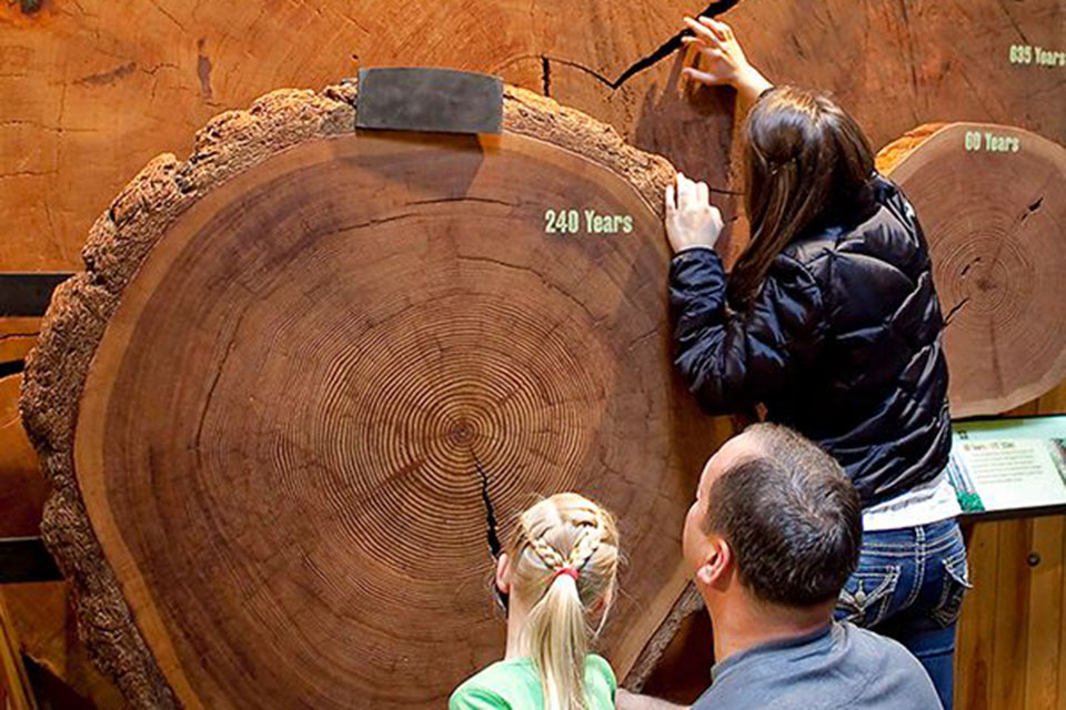 Portland with Kids: 50 Best Things To Do in Portland, OR Status message world forestry center