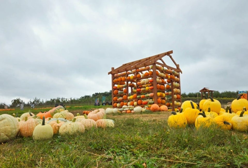 Pick pumpkins and enjoy plenty of fall fun at Outhouse Orchards—no car required. Photo courtesy of the farm