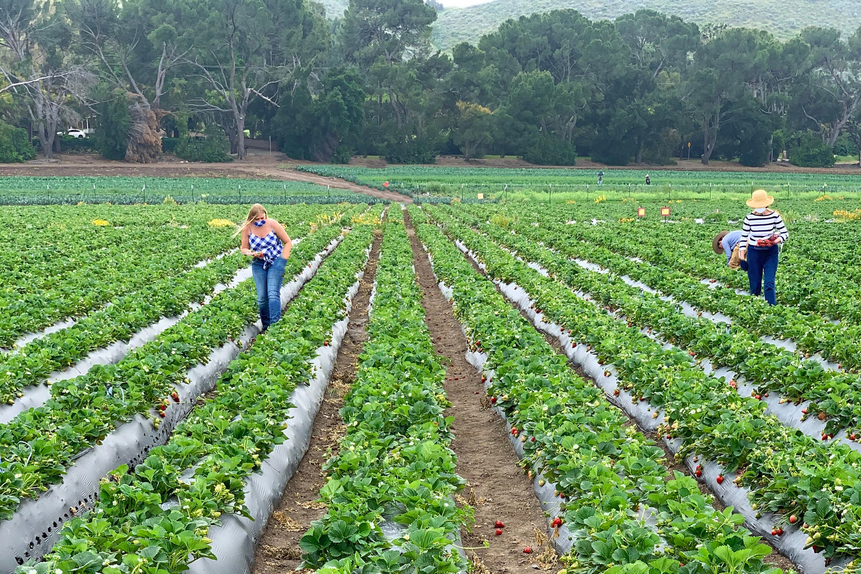 Photo courtesy of Underwood Family Farms