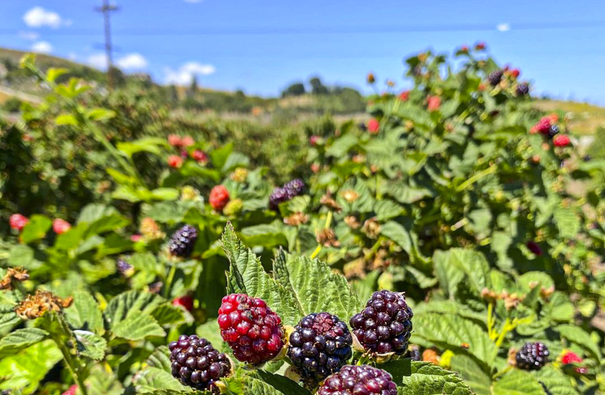 Fall activities near Los Angeles: pick-your-own blackberries and raspberries