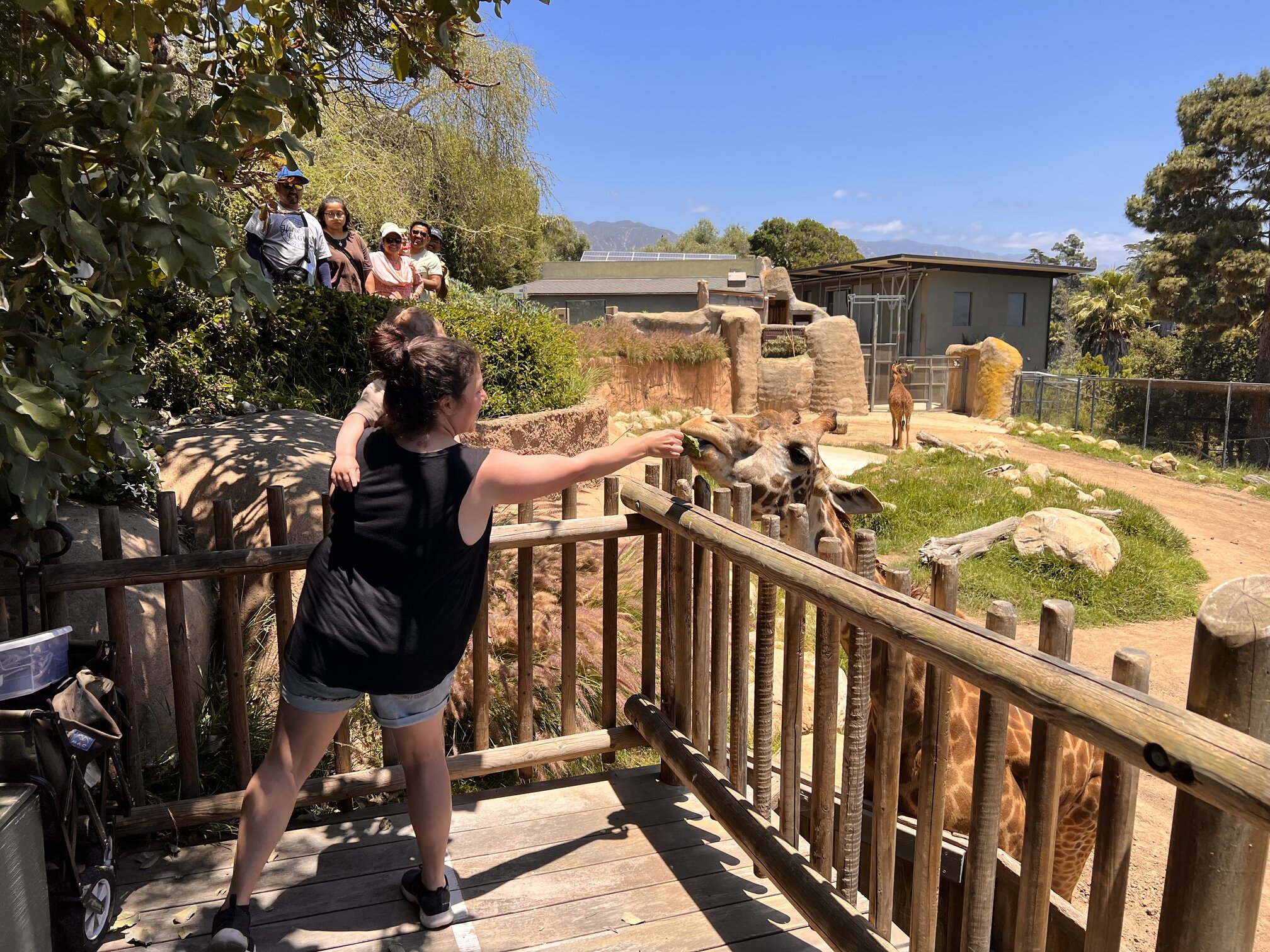 Feeding a giraffe is not your every day zoo experience. 