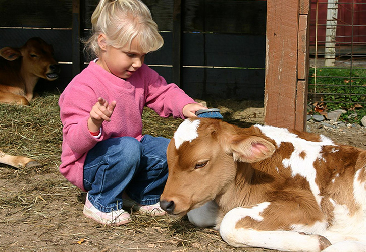 Image of preschooler at a petting zoo farm near Boston