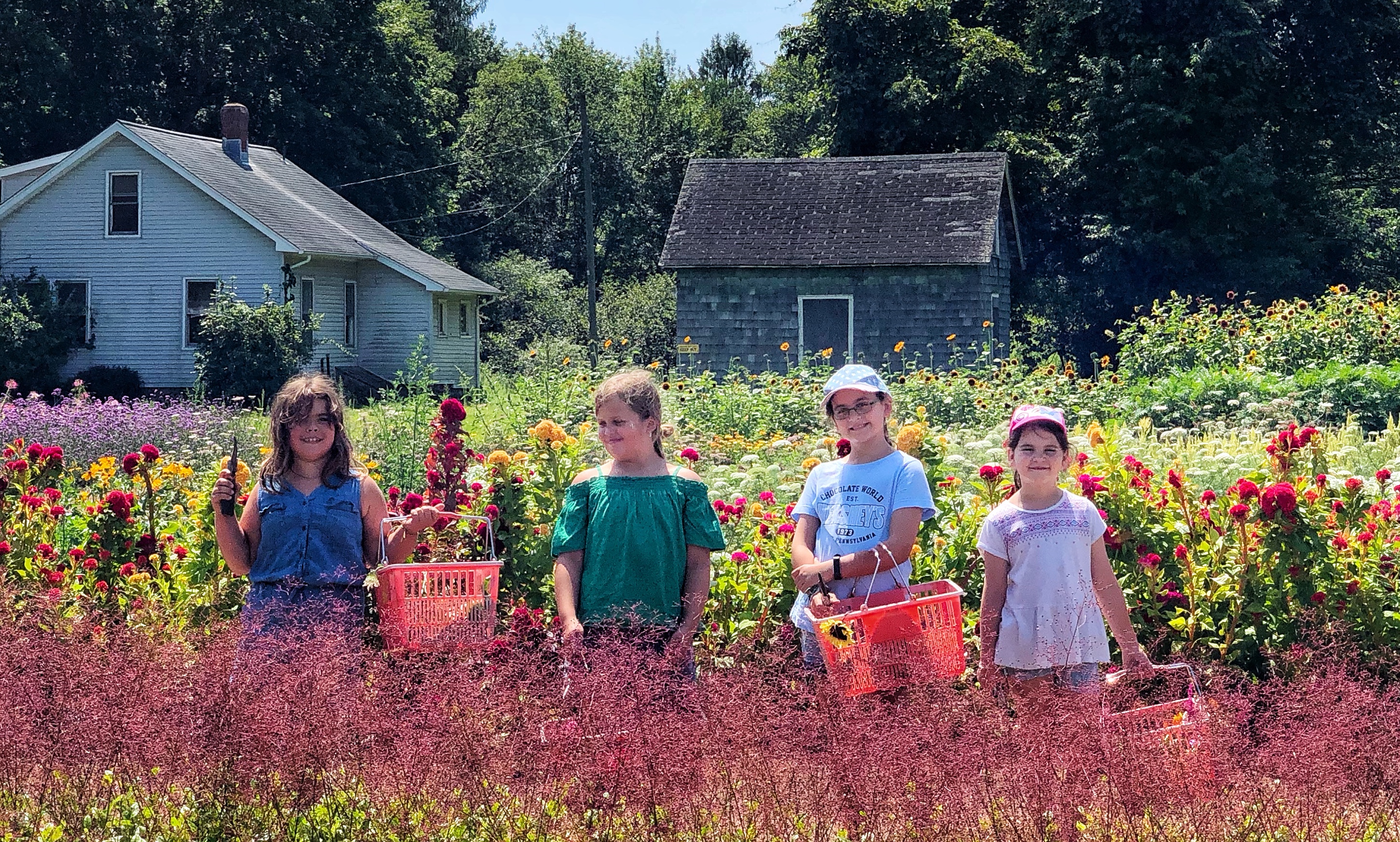 Pick-Your-Own Flowers Middletown