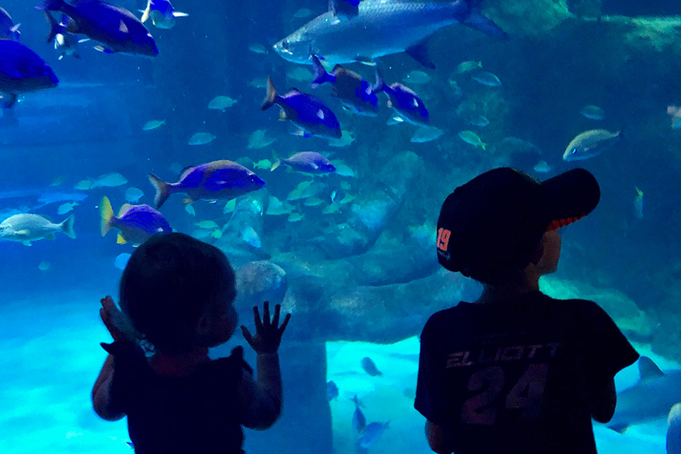 Things To Do with Preschoolers and Toddlers in Orlando Before They Turn 5: Sea Life Orlando Aquarium.