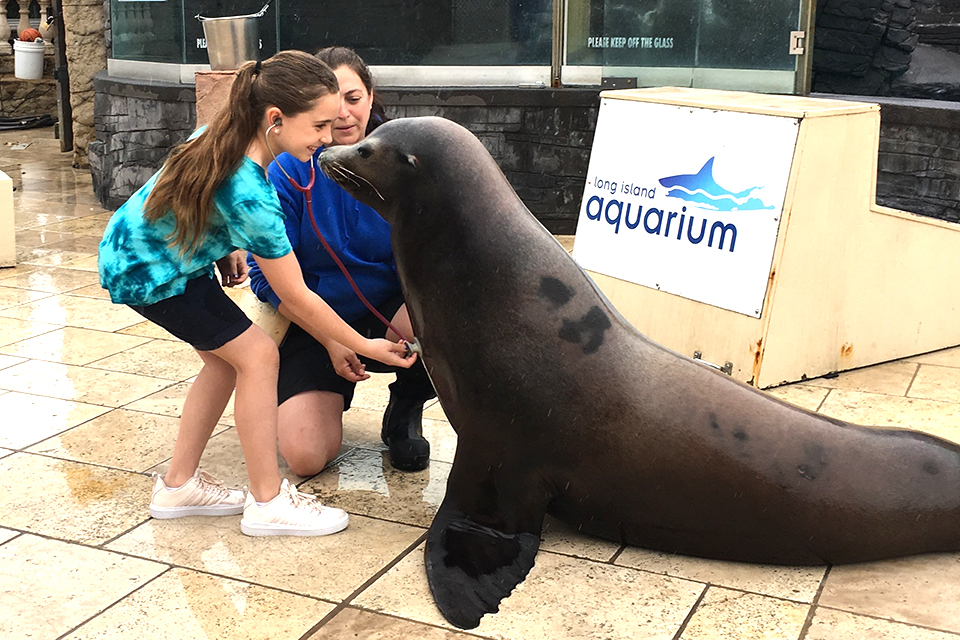 Swim with Sharks, Meet Penguins, and Other Animal Experiences at the Long Island Aquarium