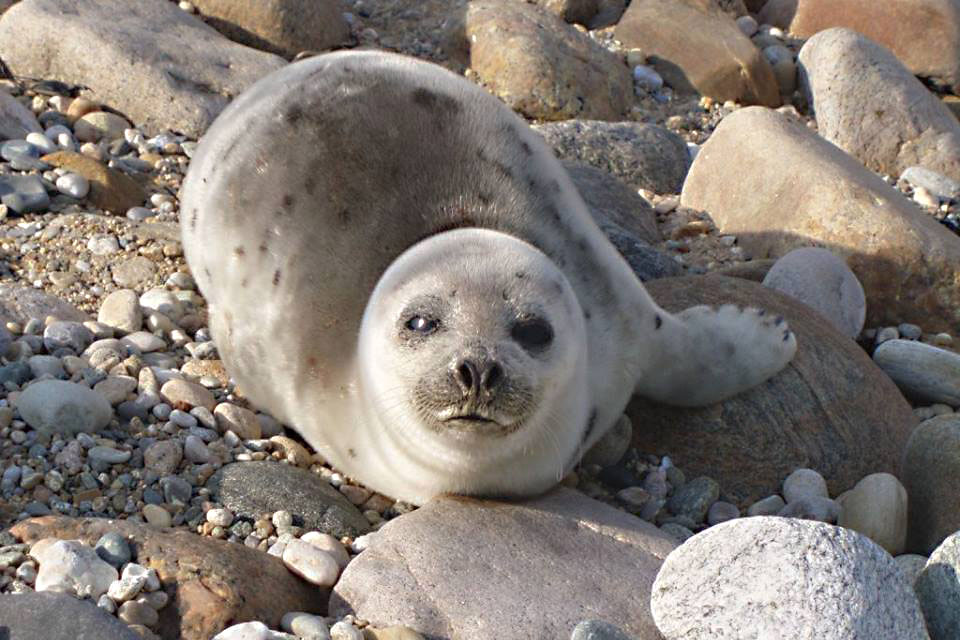 Look for adorable seals at the Seal Walk at Montauk State Park. Photo courtesy of Montauk State Park