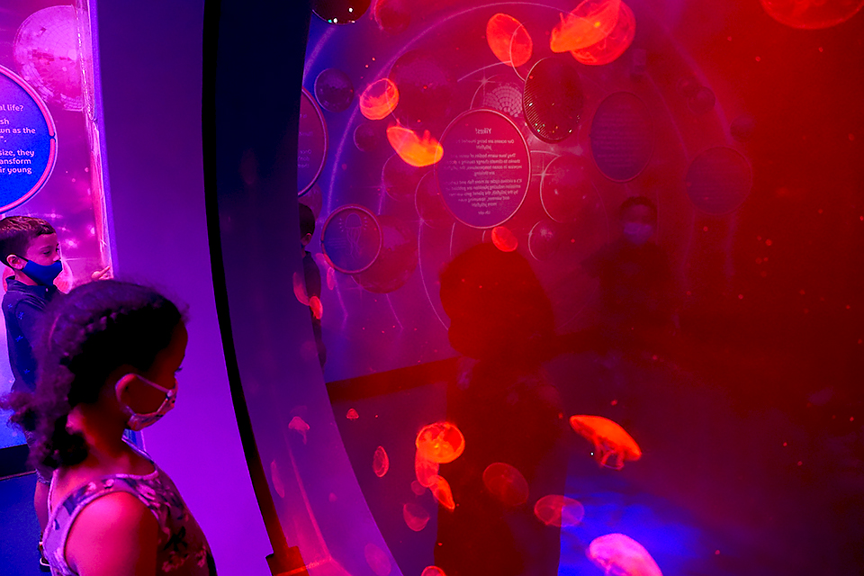 Jellies 54 at Sea Life Aquarium