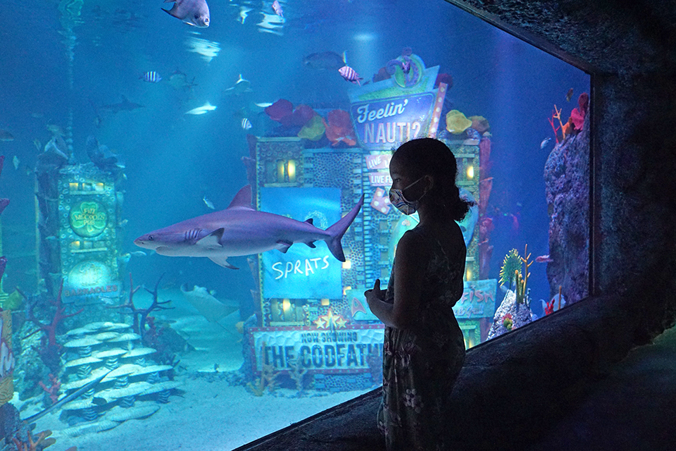 Girl gazes into tank with shark at Sea Life Aquarium