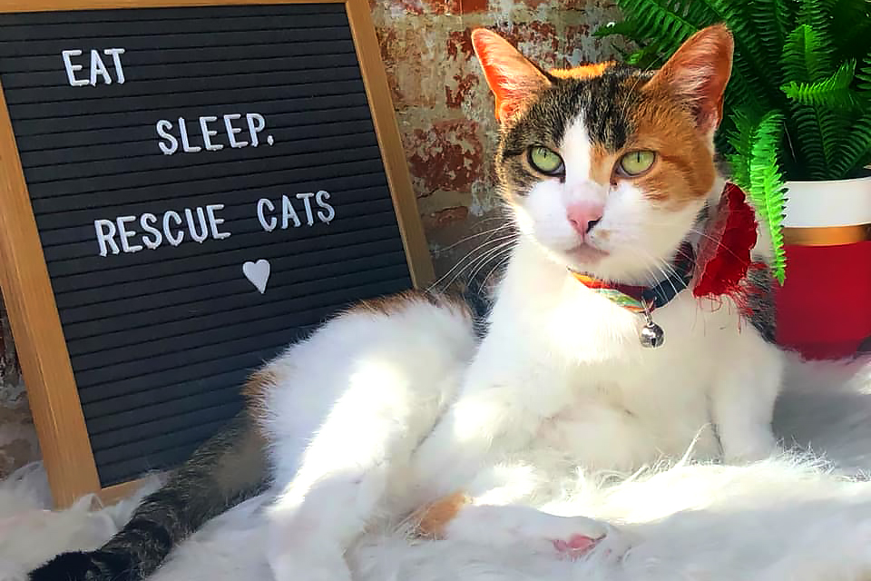 Enjoy a cup at The Shabby Tabby and  maybe come home with a furry friend.