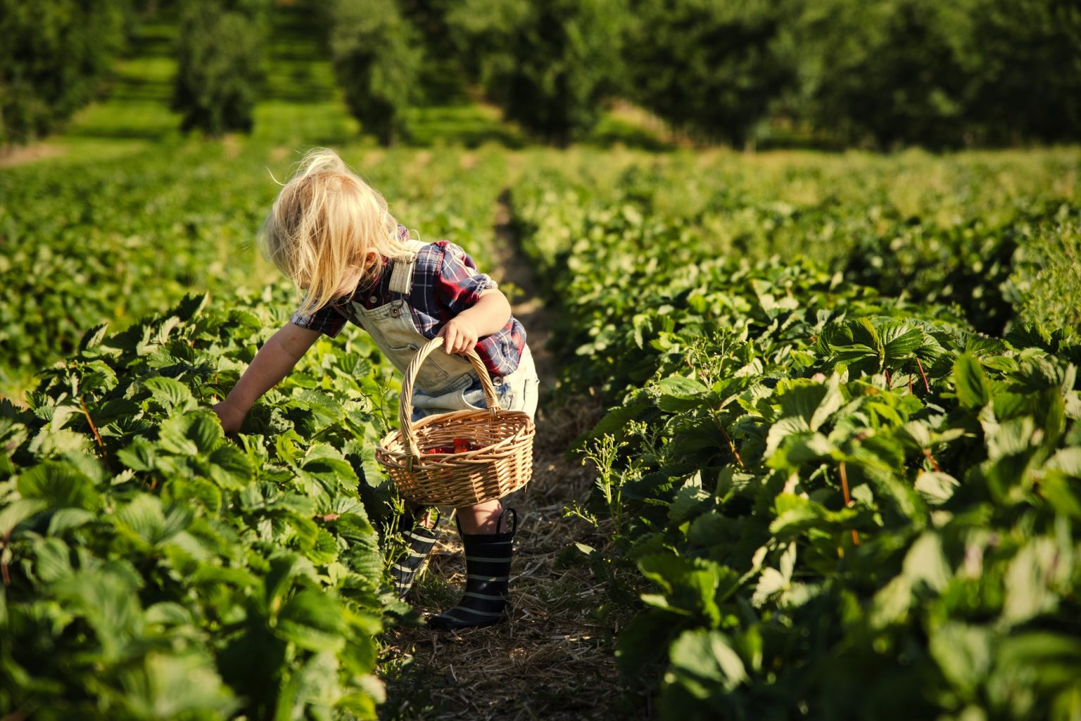 strawberry picking at Shady Brook Farm