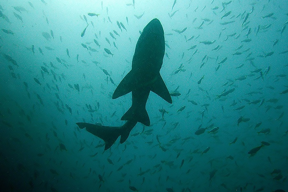 Prepare for Shark Week at The Whaling Museum in Cold Spring Harbor. Photo courtesy of the museum