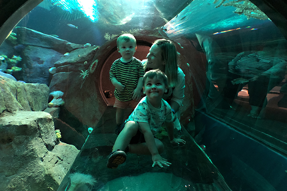 Best things to do with preschoolers in NYC: New York Aquarium
