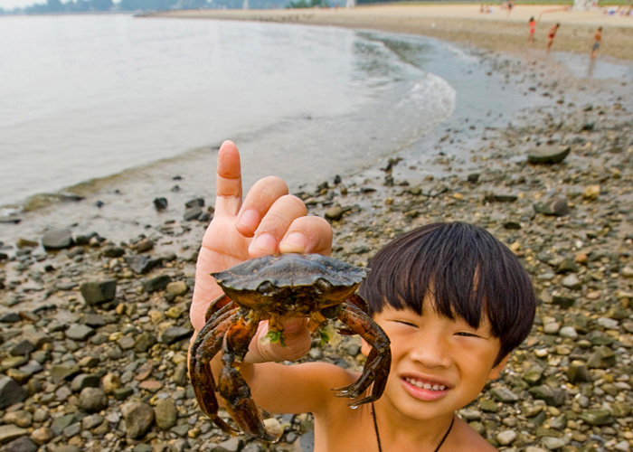 Image of child holding a crab - Connecticut Area Beaches
