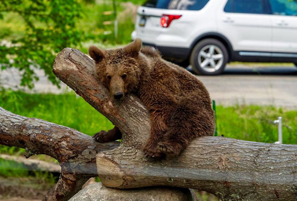 Fall day trips from Long Island Six Flags Great Adventure Safari