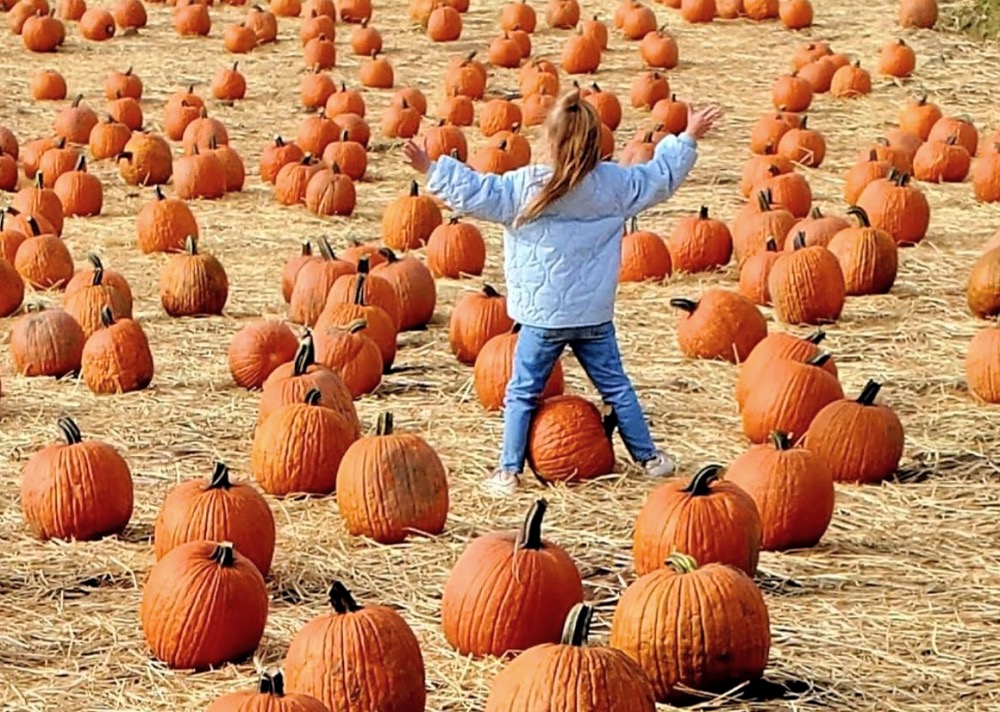 Image of child in pumpkin patch at Smock Farm near Boston.