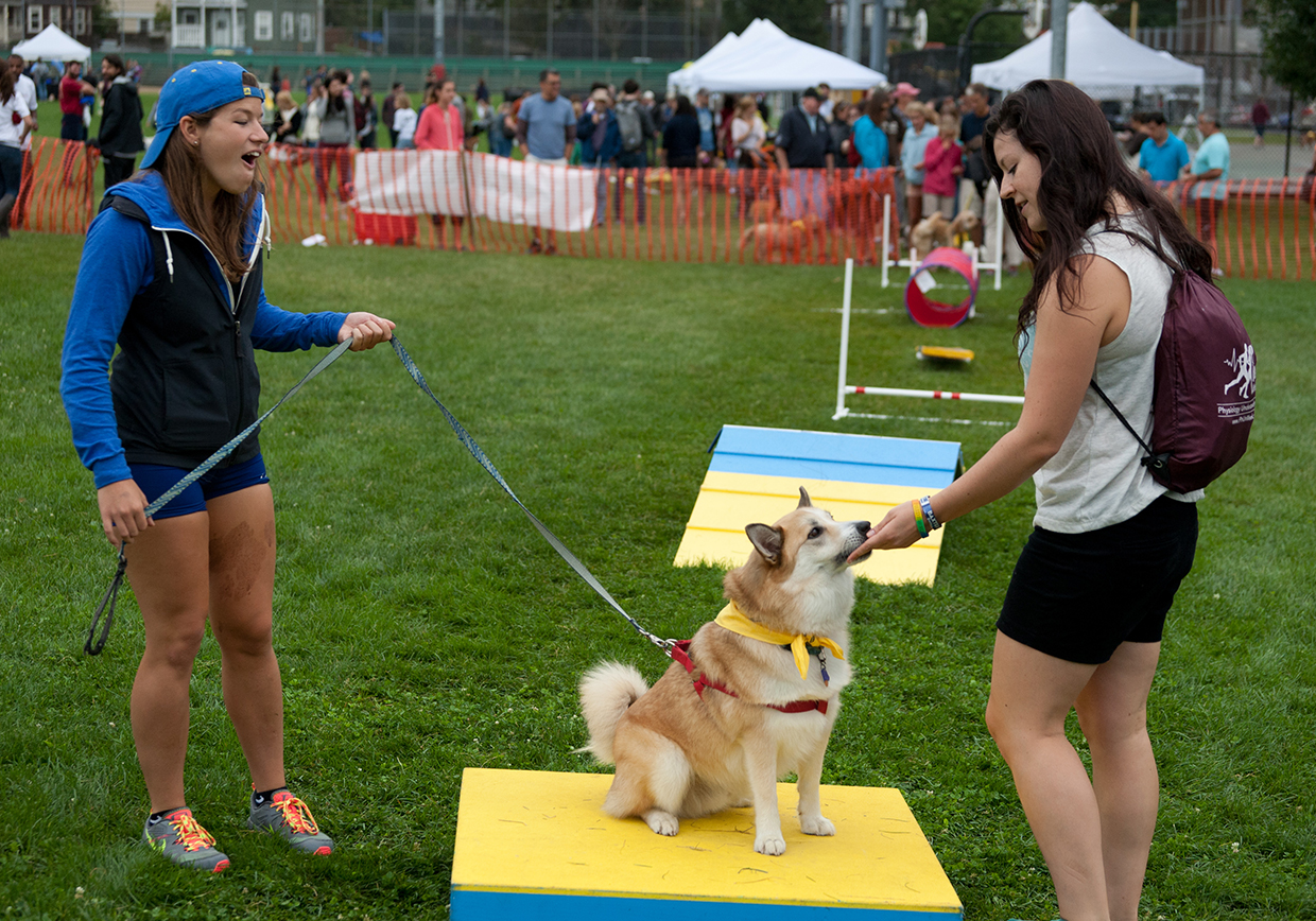 Sit and stay in Somerville! Photo courtesy of Somerville Dog Festival