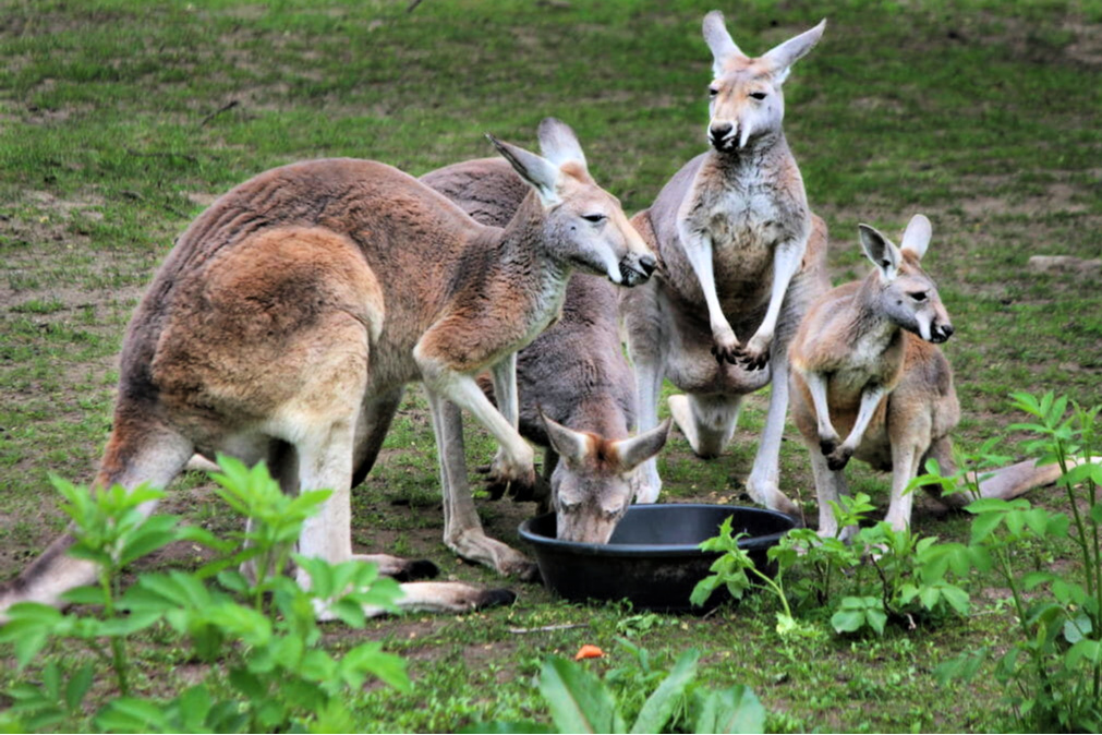 Find the joey at then Southwick Zoo's scavenger hunt. Photo courtesy of the zoo