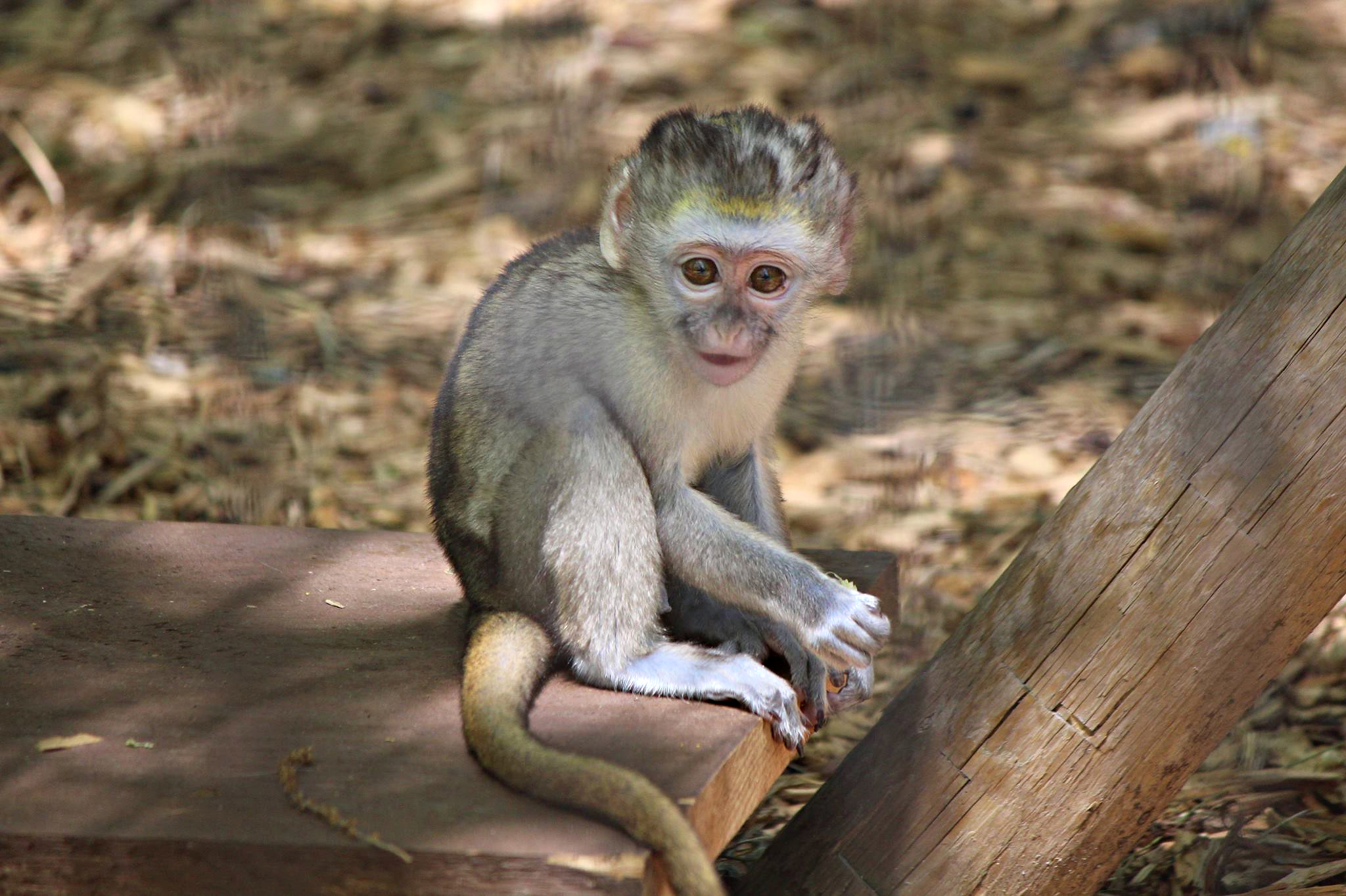 Zoo Babies Day is a chance to meet some animal babies. Photo courtesy of Southwick's Zoo