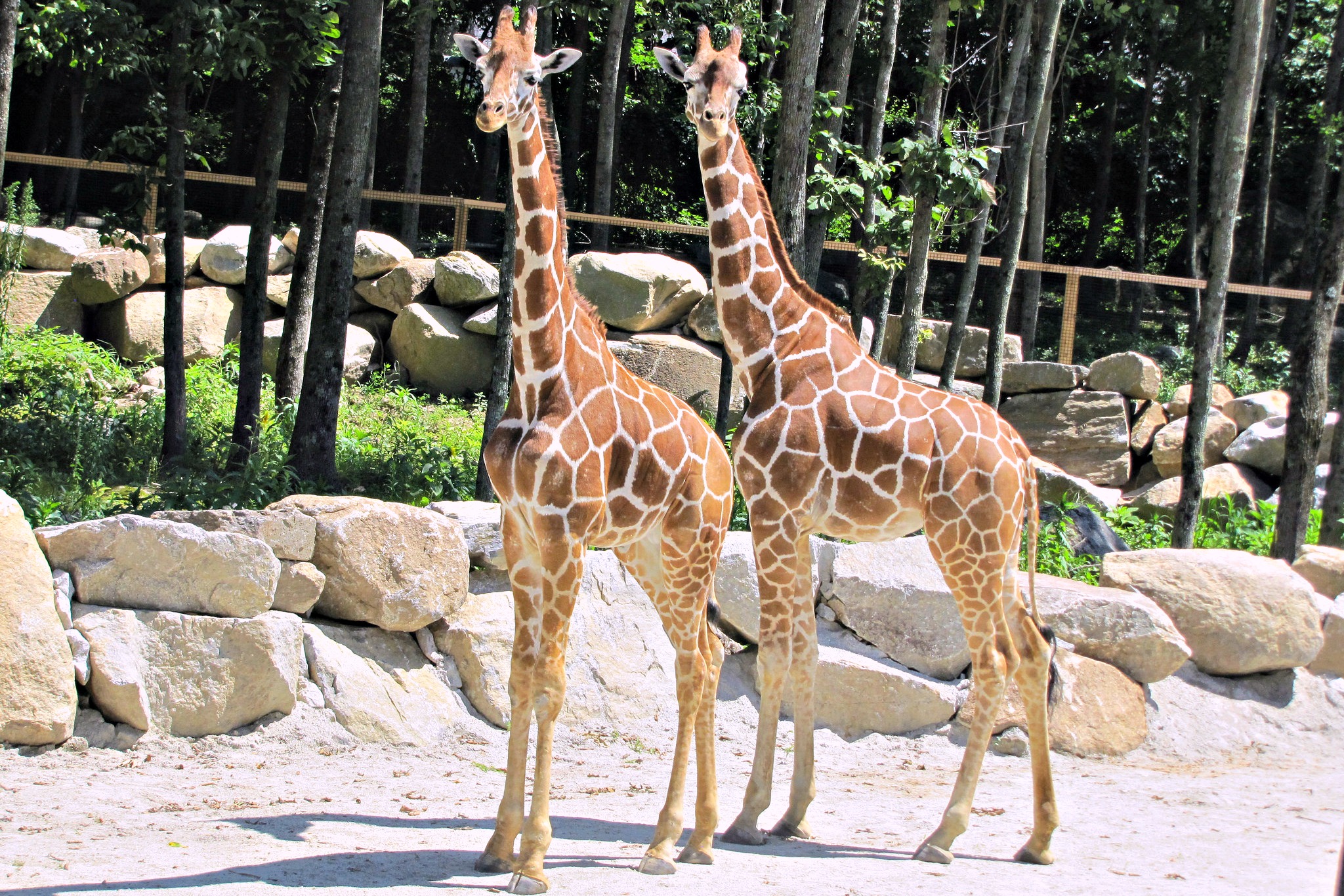 See more than 800 animals at Southwick's Zoo. Photo courtesy the Massachusetts Office of Travel & Tourism