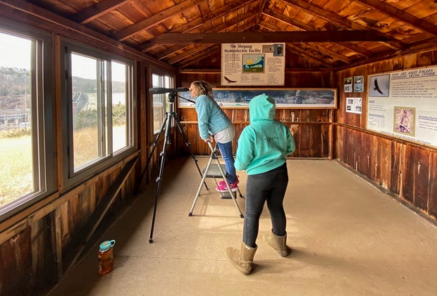 Spot bald eagles at the Shepaug Nature Center. 