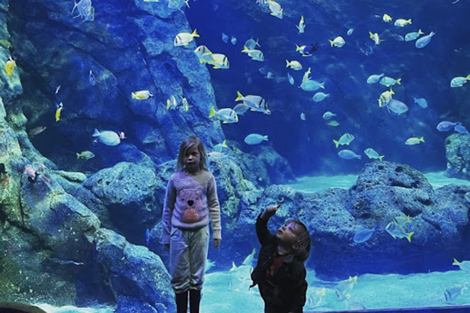 St. Louis with kids St. Louis Aquarium