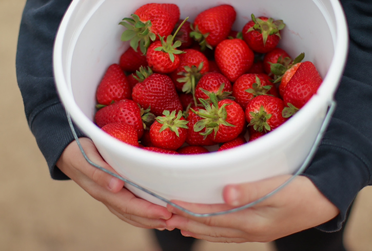 Kid holding a bucket of freshly picked strawberries for National Pick Strawberries Day