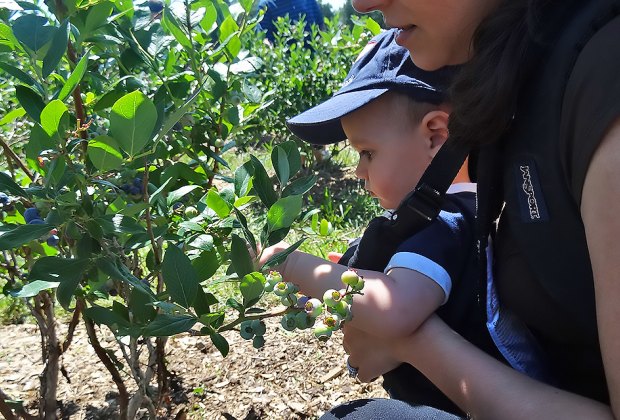 Even the littlest visitors can pick their own blueberries. Photo by Kaylynn Ebner