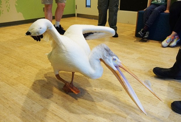 Amos the pelican is one of the newest animal ambassador at the Bronx Zoo.