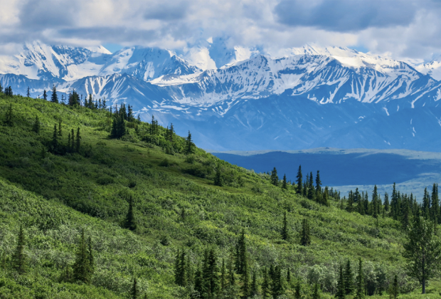 Most families that visit Denali National Park either hop on a non-narrated transit bus to explore the park or book one of the Denali National Park tours. Photo via Canva