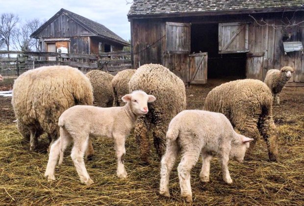 Watch the sheep get a spring haircut. Photo courtesy of Gore Place Sheepshearing Festival