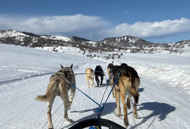Join Grizzle-T for a 1/2 Day Adventure along a private trail where you learn how to "Mush Your Own Team" of Alaskan Huskies. Photo by the author