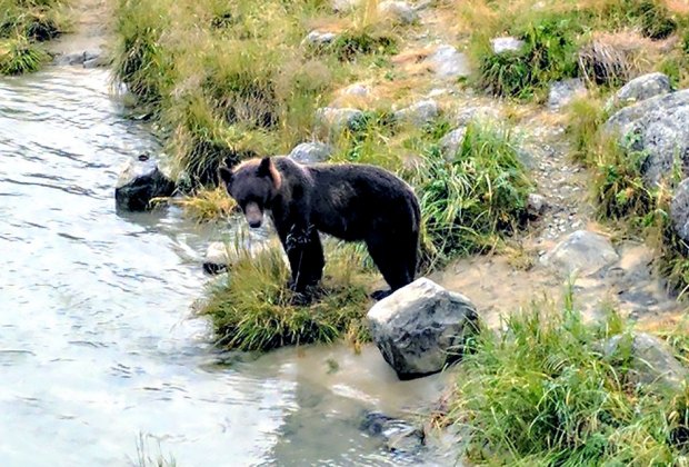It will be impossible to visit Haines without seeing a bear (or many)!