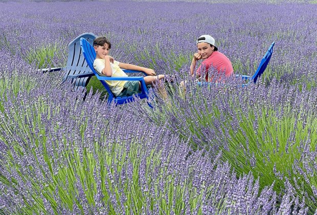In early summer, Lavender By the Bay lends a regal hue to the normally green North Fork of Long Island.