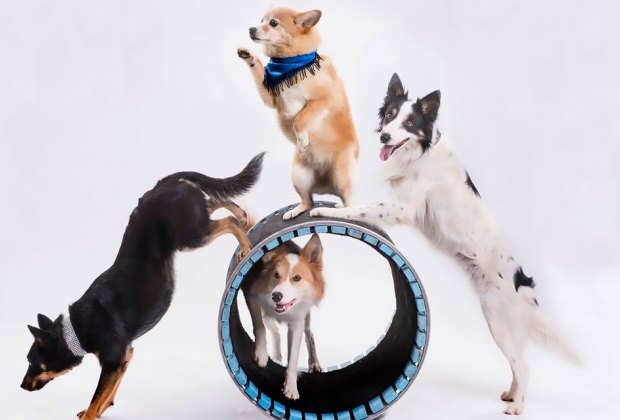 Come see the highest jumping dog in the world along and her amazing canine cohorts in Mutt Gone Nuts. Photo courtesy of the event