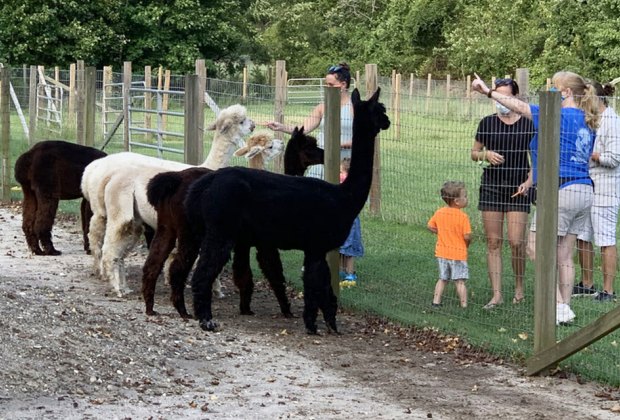 Spring is a perfect time to make new friends at Jersey Shore Alpacas.