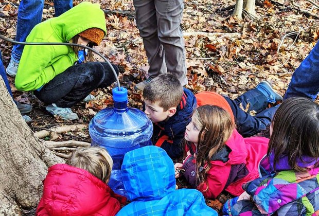 Visit Wissahickon Environmental Center to learn how sap is collected from sugar maple trees and turned into syrup. Photo courtesy of the center