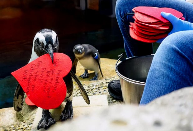 Penguin Valentines at Cal Academy. Photo courtesy of the event.