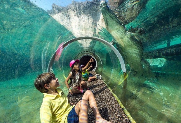Get up-close with crocodiles at Zoo Miami. Photo by Ron Magill for Zoo Miami