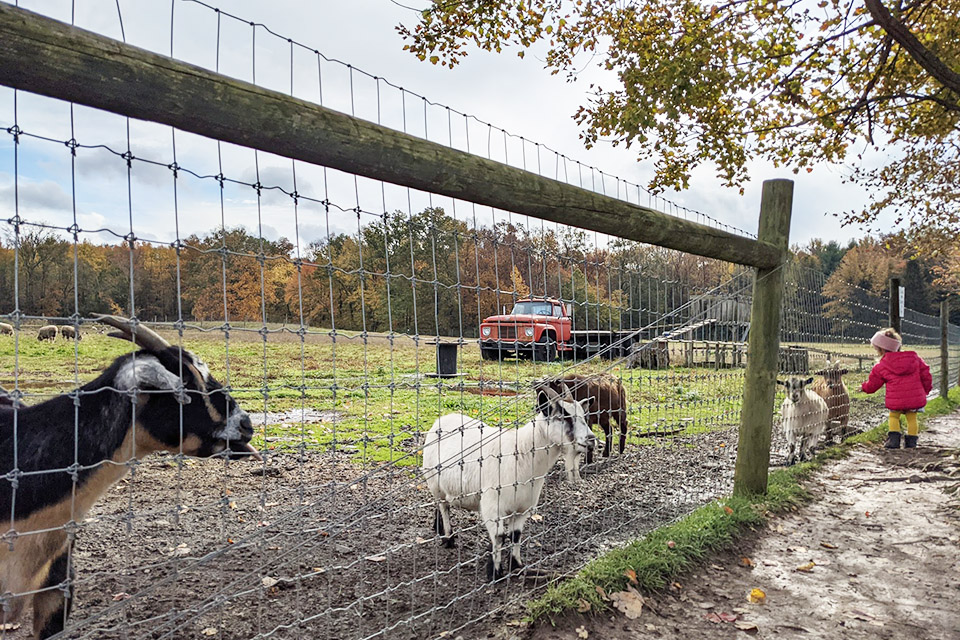 Girl feeding goats at Terhune Orchards