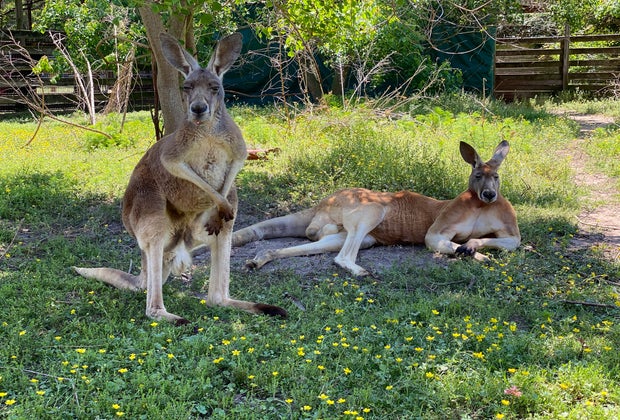 TGR Exotics Wildlife Park kangaroos