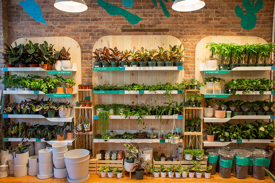 The Sill is well-stocked with plants and gifts.