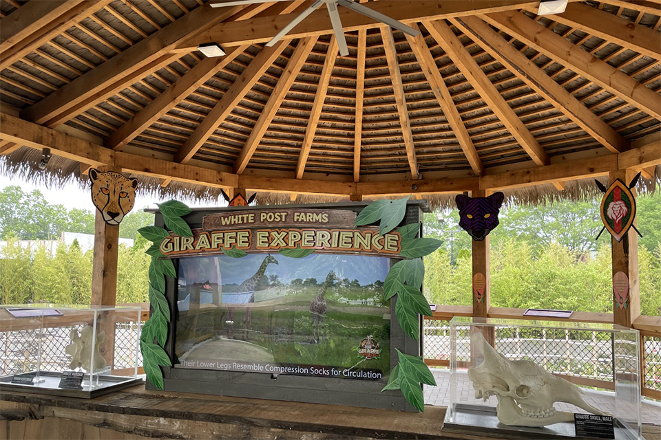 White Post Farms' New Giraffe Feeding Encounter