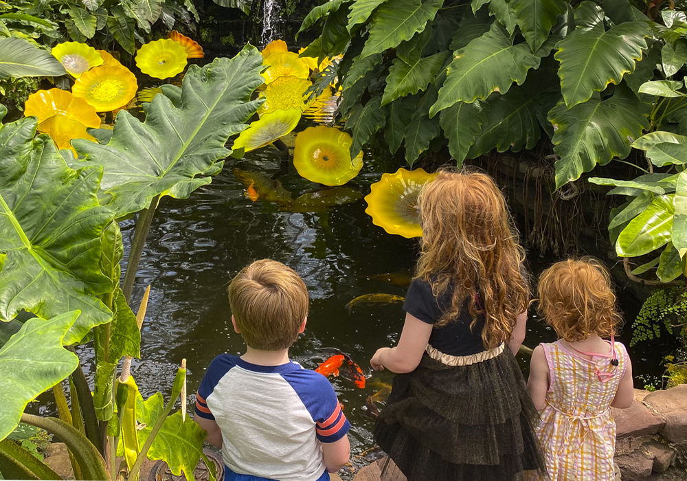 The Persian Lilies in the Aroid house were stunning. Photo by Lisa Warden-3
