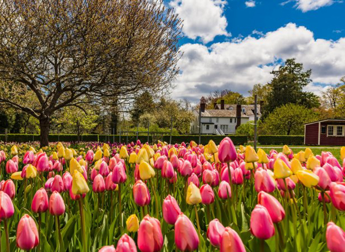 Photo of tulip field- Fun Things To Do on Mother's Day 2024 in Boston