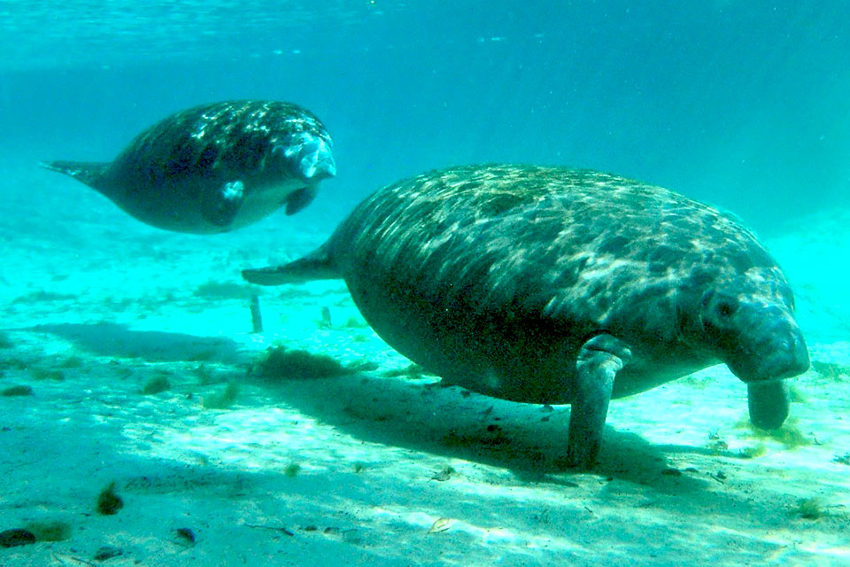Manatee Lagoon in West Palm Beach, Florida