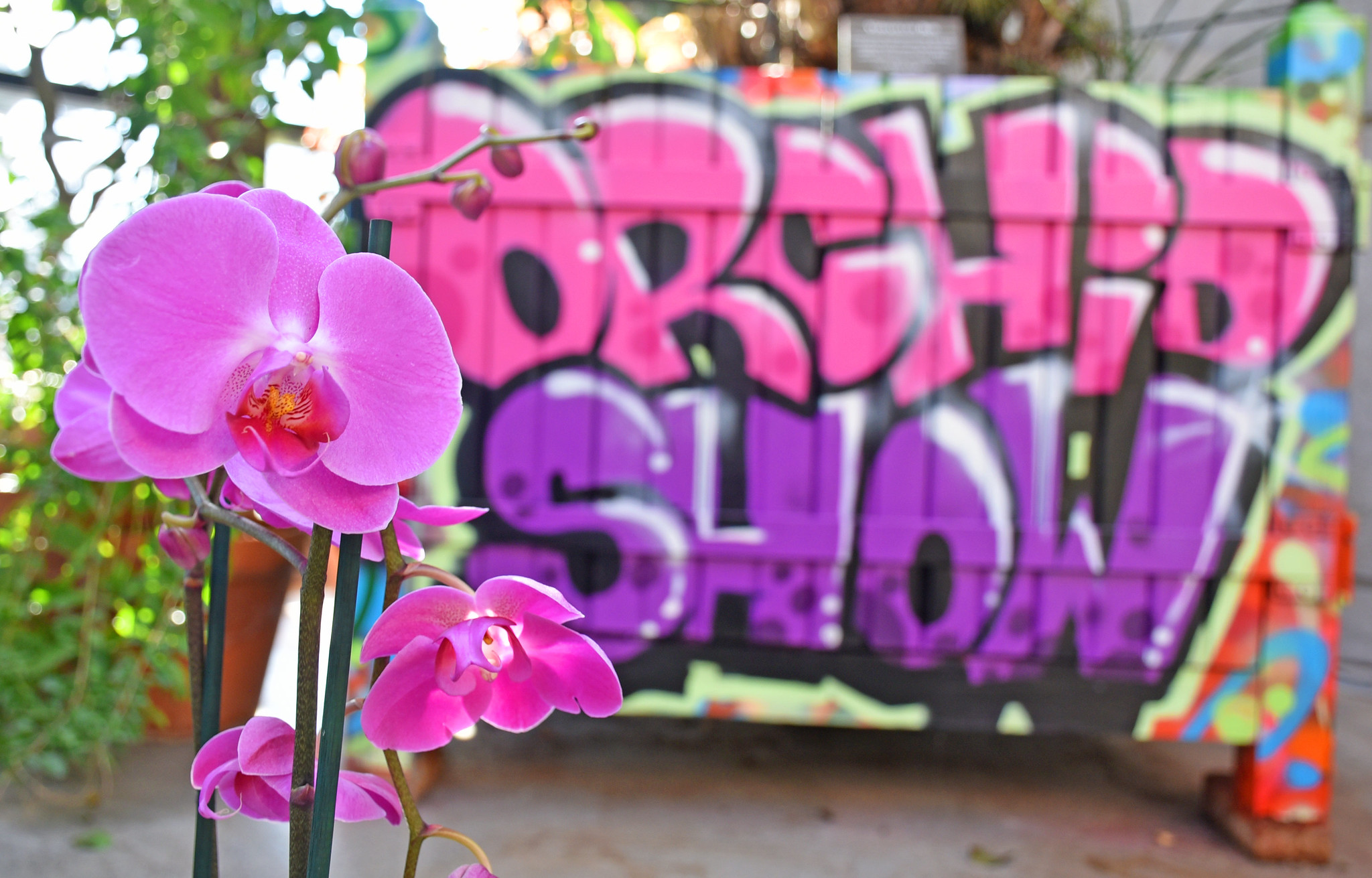 Tower Hill Botanic Garden's Orchid Show is inspired by street art. Photo by Robert Burgess