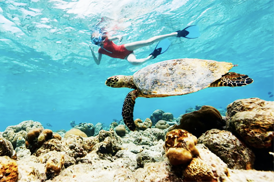 Get close to sea turtles  and other marine life when snorkeling in Florida. 