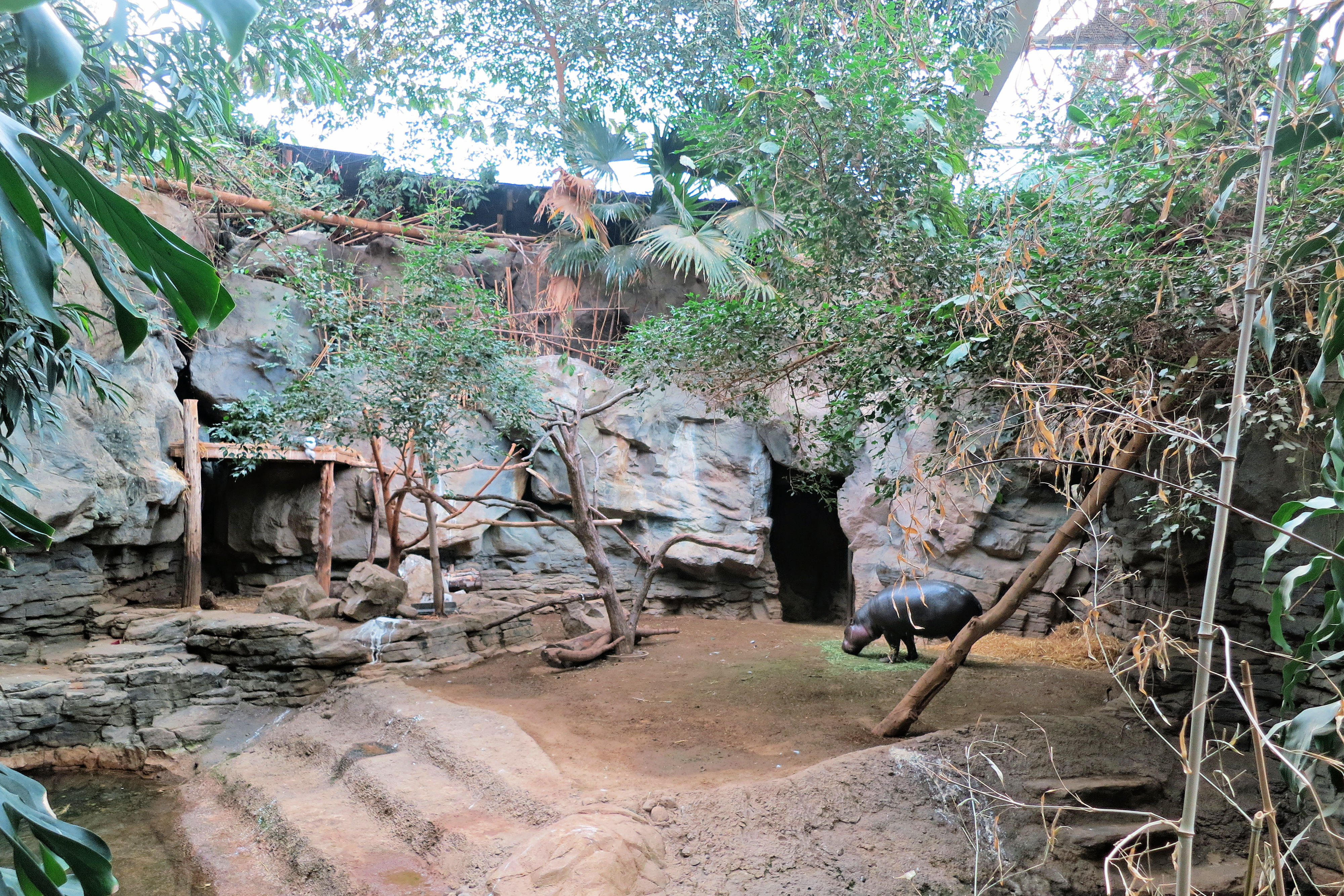 The Tropical Forest. Photo courtesy of Franklin Park Zoo